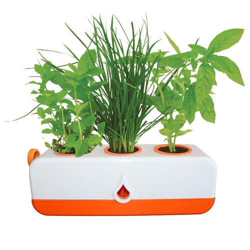GP0321 Herb Grower Orange