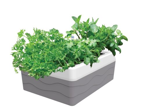 HERB HARVESTER(GP0325)